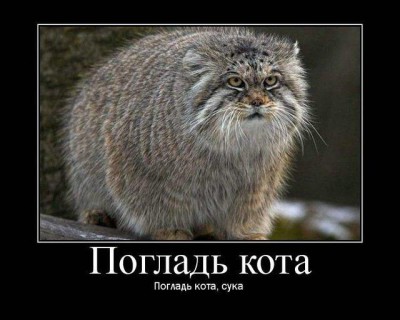 кот медведева дорофей фото онлайн кот медведева дорофей фото