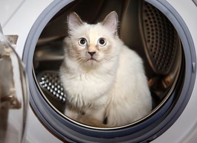 Женщина 2 часа стирала кошку в стиральной машине: фото 2704400