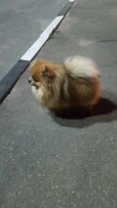 Телефонный