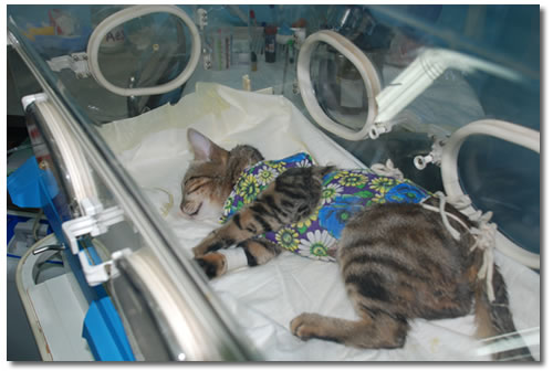 ���������� ����� � ��������