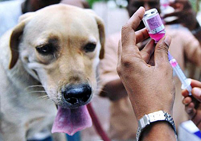 Сколько стоит прививка от гепатита собаке