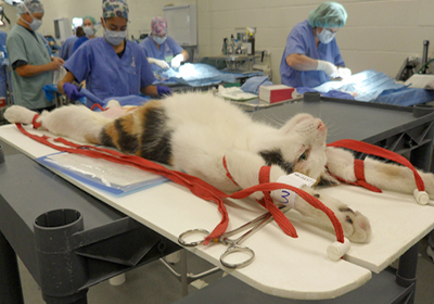 Сколько стоит стерилизация кошки в видном